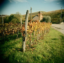 Vineyard with a chapel in the background, Barbaresco, Piedmont Region, Italy von Panoramic Images