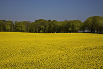 Field of Oil Seed Rape, Near Carrickmacross, County Monaghan, Ireland von Panoramic Images