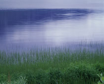 Grass along a river, Norway by Panoramic Images