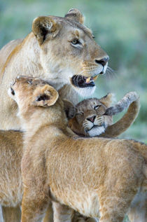 Close-up of a lioness and her two cubs by Panoramic Images