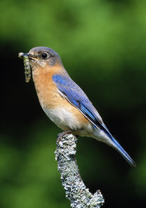 Eastern bluebird on perch, grub in beak, profile, Michigan, USA. von Panoramic Images