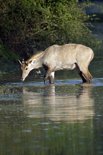 Nilgai (Boselaphus tragocamelus) drinking water from a lake by Panoramic Images