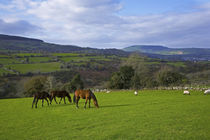 Horses and Sheep in the Barrow Valley, Near St Mullins, County Carlow, Ireland von Panoramic Images