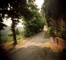 Dirt road passing through a field, Montepulciano, Tuscany, Italy von Panoramic Images