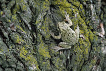 Greater gray tree frog (Hyla versicolor) on tree bark, close-up. by Panoramic Images