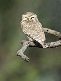 Close-up of a Spotted owlet (Strix occidentalis) perching on a tree von Panoramic Images