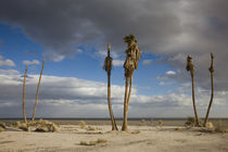 Ghost town in a desert von Panoramic Images
