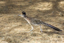 Road Runner In Motion von Panoramic Images