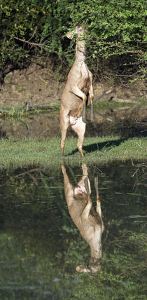 Sambar (Cervus unicolor) rearing up on hind legs at lakeside by Panoramic Images