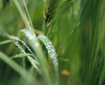 Dew drops on barley, San Francisco, California, USA von Panoramic Images