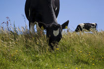 Friesian Cattle Grazing in Wild Flower Meadow by Panoramic Images