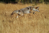 Coyote leaping through autumn color grass by Panoramic Images