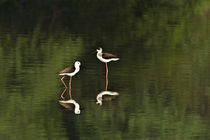 Close-up of two Black-Winged stilts (Himantopus himantopus) in water von Panoramic Images