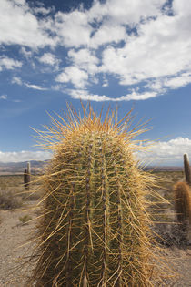 Cactus plants in a desert by Panoramic Images