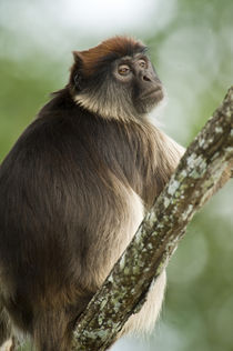 Close-up of a Red Colobus monkey, Kibale National Park, Uganda von Panoramic Images