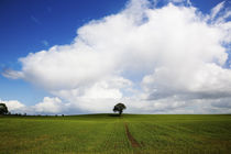 Oak Tree in Arable Field, Near Carlow, Co Carlow, Ireland von Panoramic Images