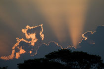 Silhouette of trees at sunset by Panoramic Images