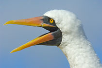 Close-up of a Nazca booby (Sula granti), Galapagos Islands, Ecuador von Panoramic Images