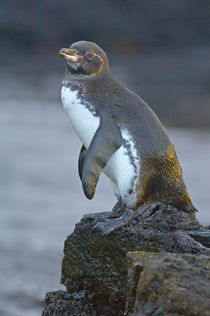 Galapagos penguin (Spheniscus mendiculus) on a rock, Galapagos Islands, Ecuador von Panoramic Images