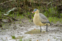 Whistling heron (Syrigma sibilatrix) at puddle by Panoramic Images
