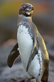 Close-up of a Galapagos penguin (Spheniscus mendiculus) von Panoramic Images