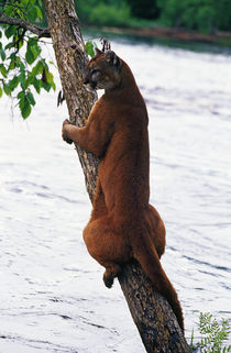 Female cougar perched on leaning tree trunk, Minnesota, USA. by Panoramic Images