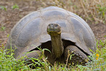 Close-up of a Galapagos Giant tortoise (Geochelone elephantopus) von Panoramic Images