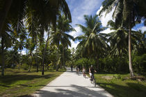 Palm trees in a park by Panoramic Images