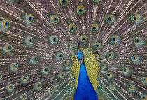 Peacock bird displaying feathers, portrait. von Panoramic Images