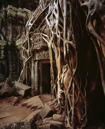 Banyan tree (Ficus benghalensis) growing in a temple, Cambodia by Panoramic Images