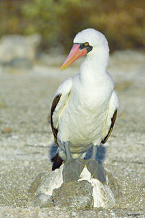 Close-up of a Nazca booby (Sula granti), Galapagos Islands, Ecuador von Panoramic Images