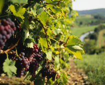 Close-up of a grape vine in a vineyard von Panoramic Images