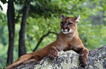 Female cougar lying on rock, Minnesota, USA. von Panoramic Images