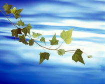 Green vine floating in blue water by Panoramic Images