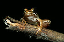 Wood Frog (Rana Sylvatica) On Dead Tree Branch by Panoramic Images