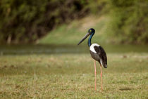 Close-up of a Black-Necked stork (Ephippiorhynchus asiaticus) von Panoramic Images