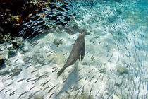 Galapagos sea lion (Zalophus wollebaeki) swimming underwater von Panoramic Images