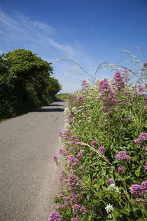 Valerian Lined Country Road, Near Cobh, County Cork, Ireland by Panoramic Images