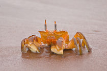 Close-up of a Ghost crab (Ocypode quadrata) on sand, Galapagos Islands, Ecuador von Panoramic Images