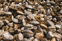 Close-up of coconut husks von Panoramic Images