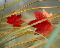 Two fall orange fall leaves amid yellow reeds with out of focus green background by Panoramic Images