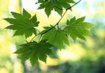Close-up of maple leaves by Panoramic Images