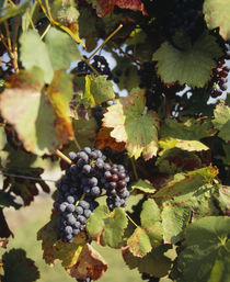 Close-up of grapes hanging on a plant in a vineyard von Panoramic Images