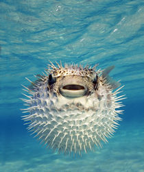 Close-up of a Puffer fish, Bahamas von Panoramic Images