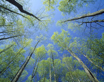 Low angle view of tall trees von Panoramic Images