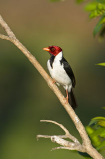 Yellow-Billed cardinal (Paroaria capitata) on a branch by Panoramic Images