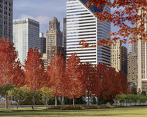 USA, Illinois, Chicago, Millennium Park, Trees in a park, Autumn von Panoramic Images