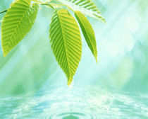 Selective focus close up of green leaves above water ripples in blue by Panoramic Images