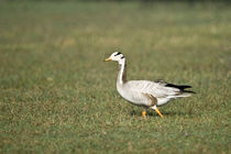 Close-up of a Bar-Headed goose (Anser indicus) von Panoramic Images