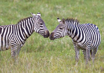 Side profile of two zebras touching their snouts von Panoramic Images